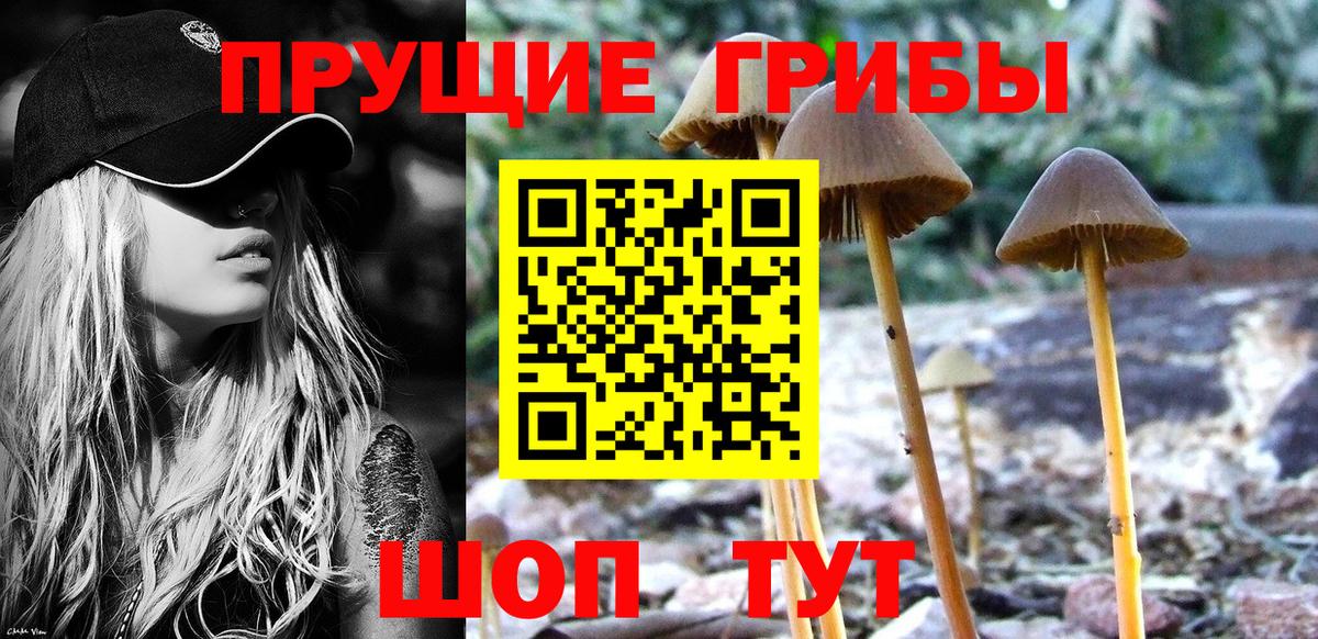Галлюциногенные грибы Cubensis Калининград